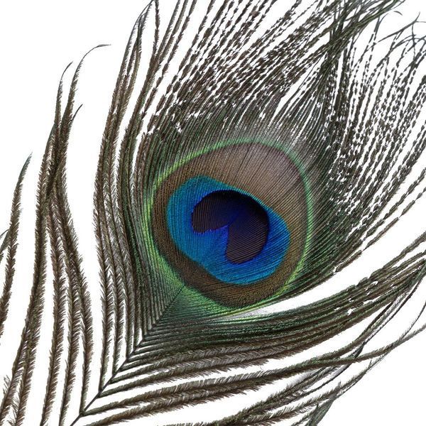 Лоскітка LOCKINK SEVANDA Natural Peacock Flirting Feather Tickler, пір&rsquo;я павича та страуса SX0895